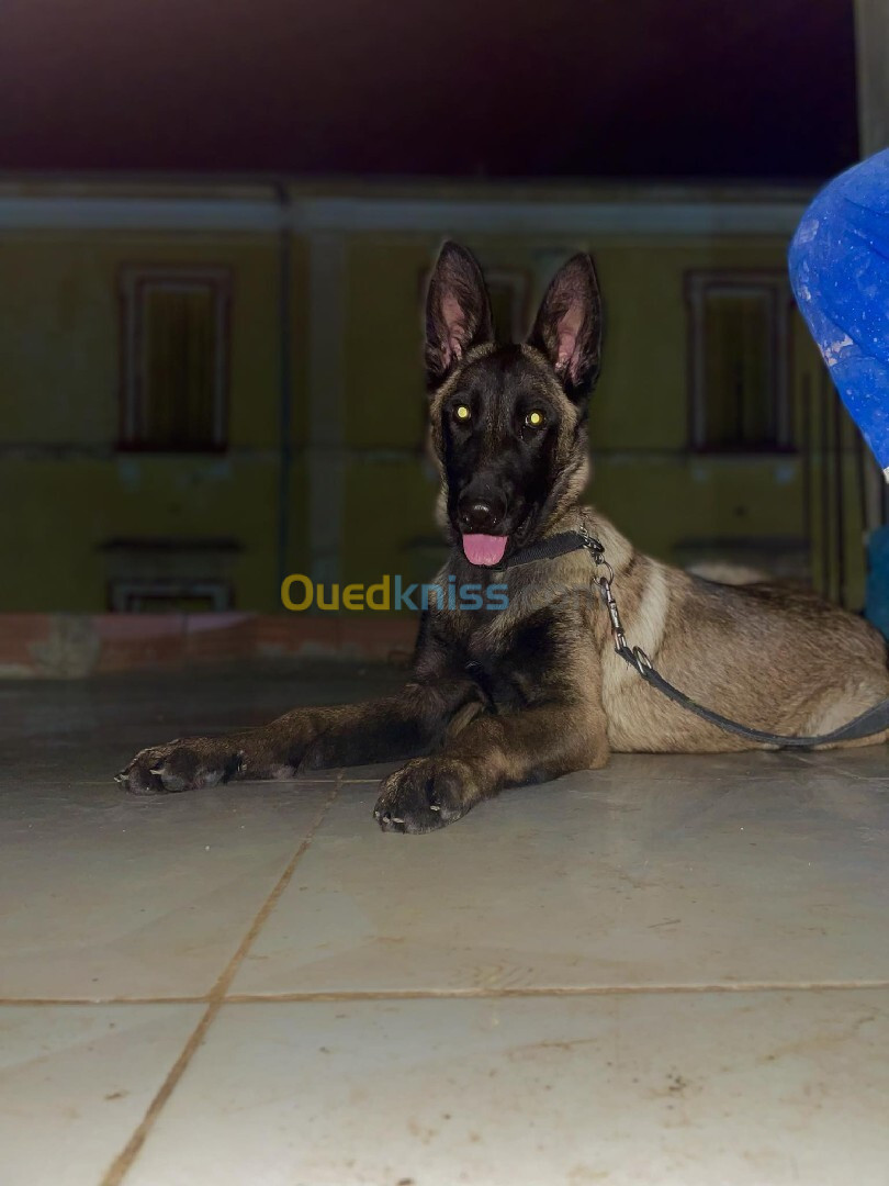 Chien malinois masque noire