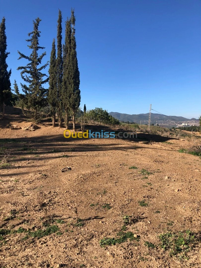 Vente Terrain Blida El affroun