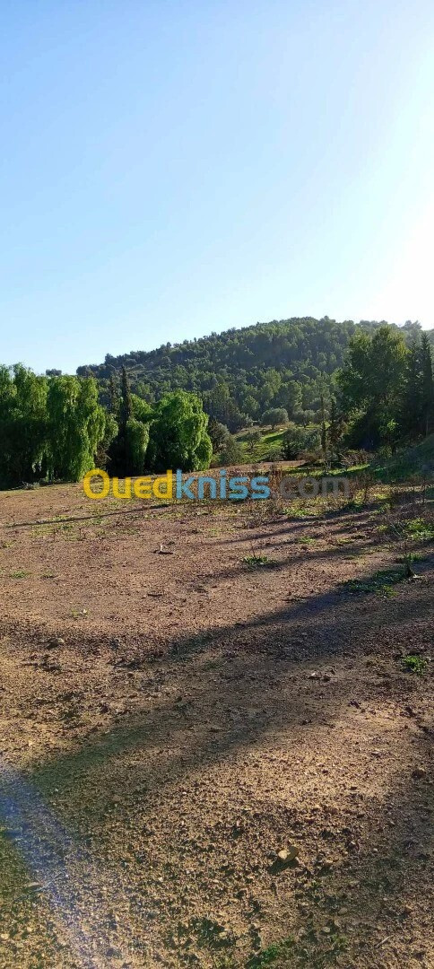 Vente Terrain Blida El affroun