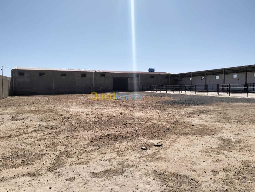 Location bien immobilier Sidi Bel Abbès Sidi bel abbes