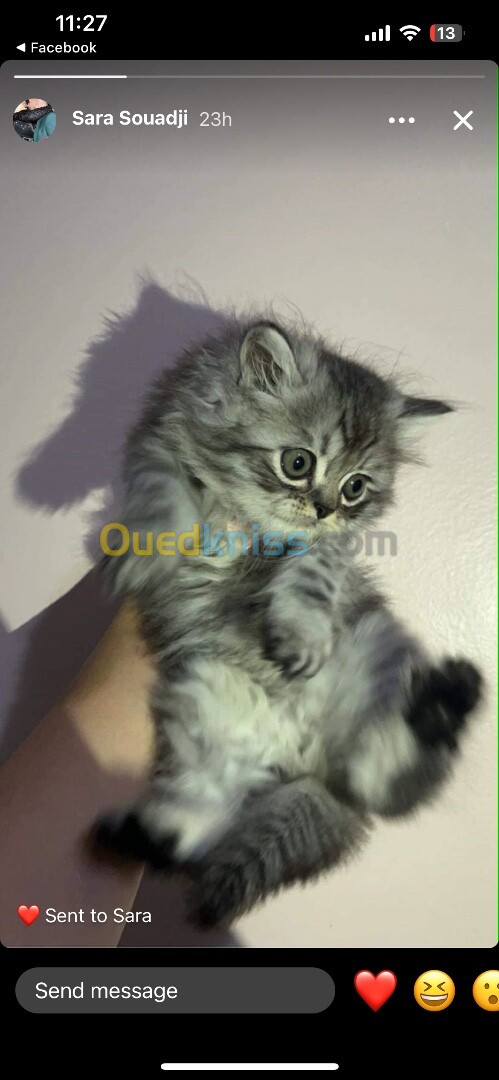 Chatons persan sur oran 