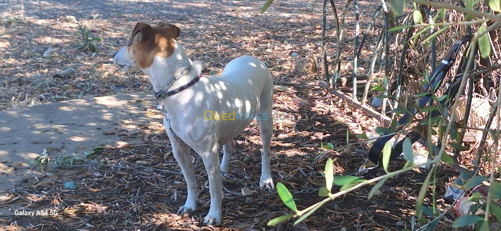 Jack Russel tirier