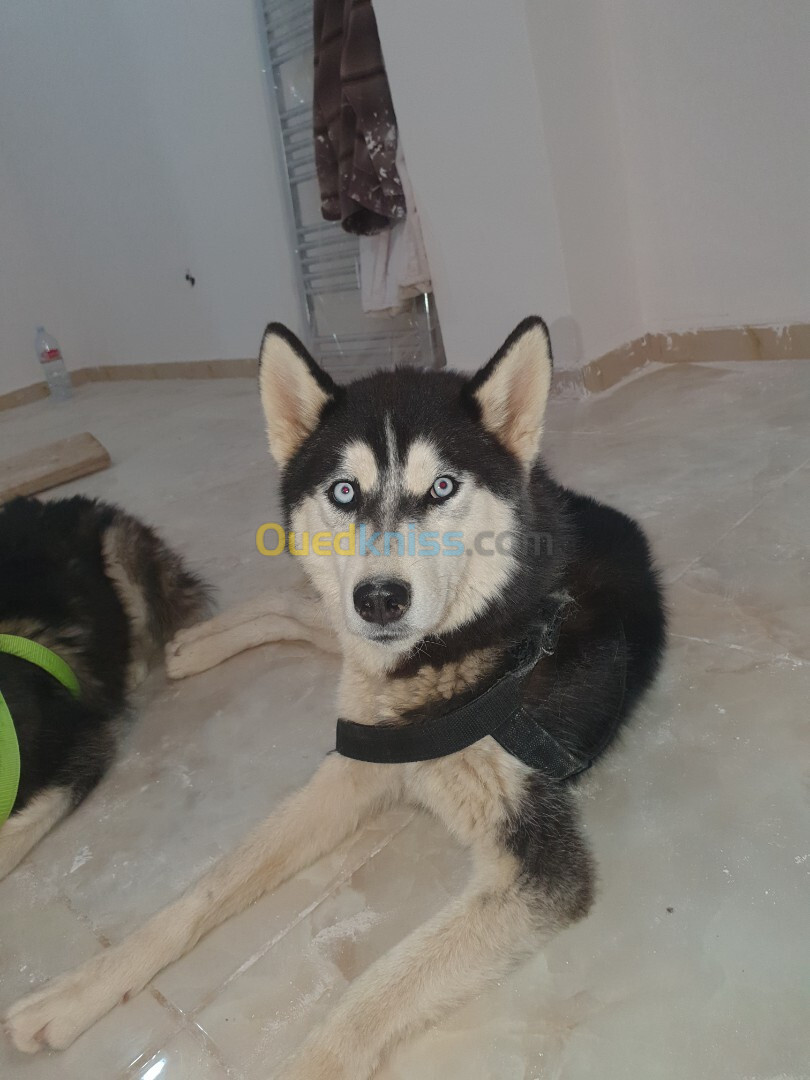 Chiot husky pure sang  à vendre