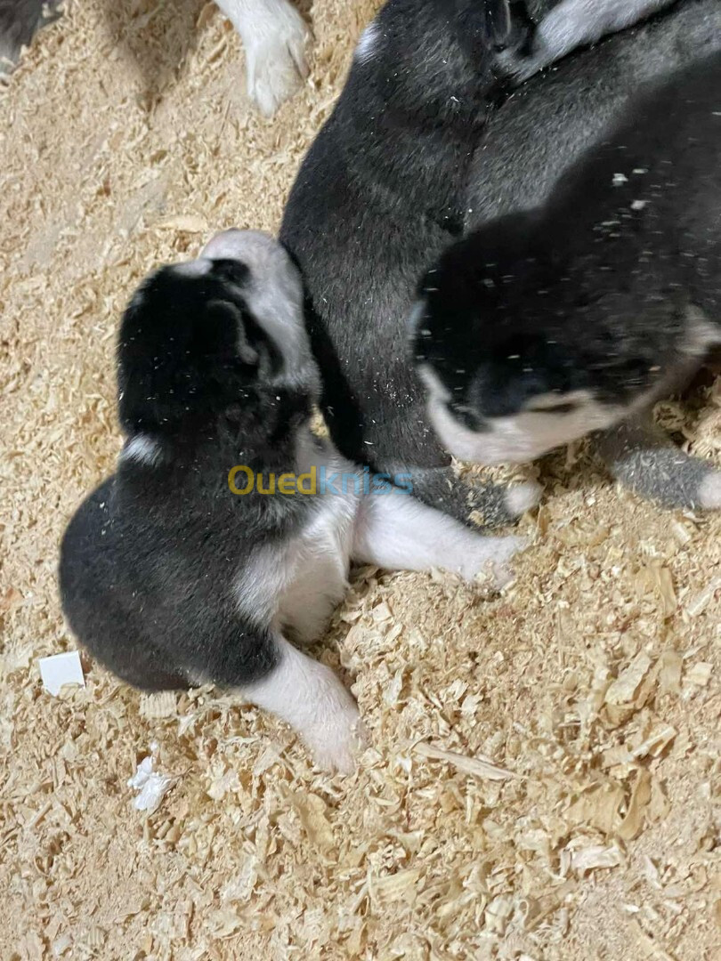 Chiot husky pure sang  à vendre