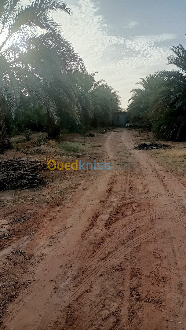 Vente Terrain Agricole Ouargla Ngoussa