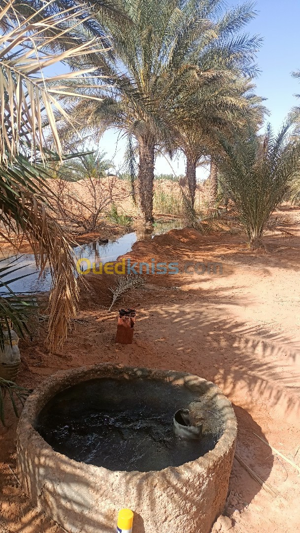 Vente Terrain Agricole Ouargla Ngoussa