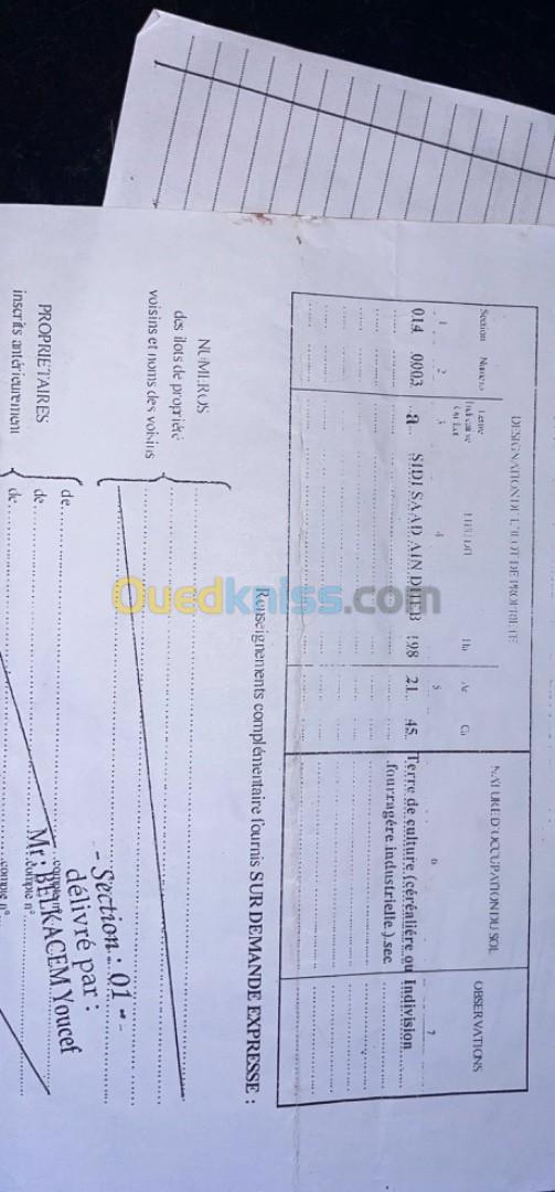 Vente Terrain Tiaret Ain deheb