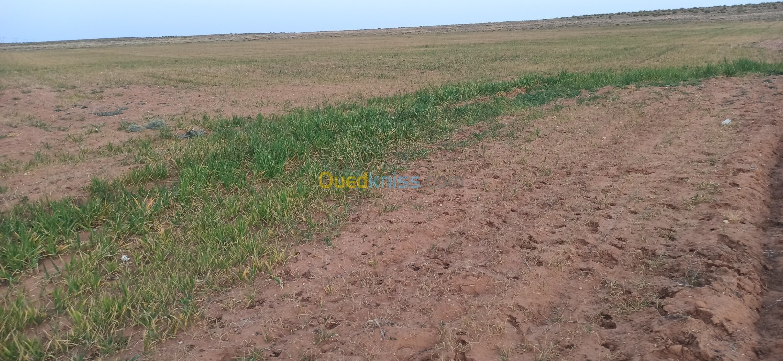 Vente Terrain Agricole Djelfa Benhar