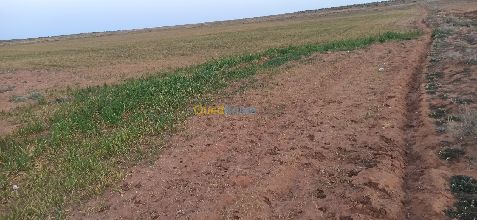 Vente Terrain Agricole Djelfa Benhar