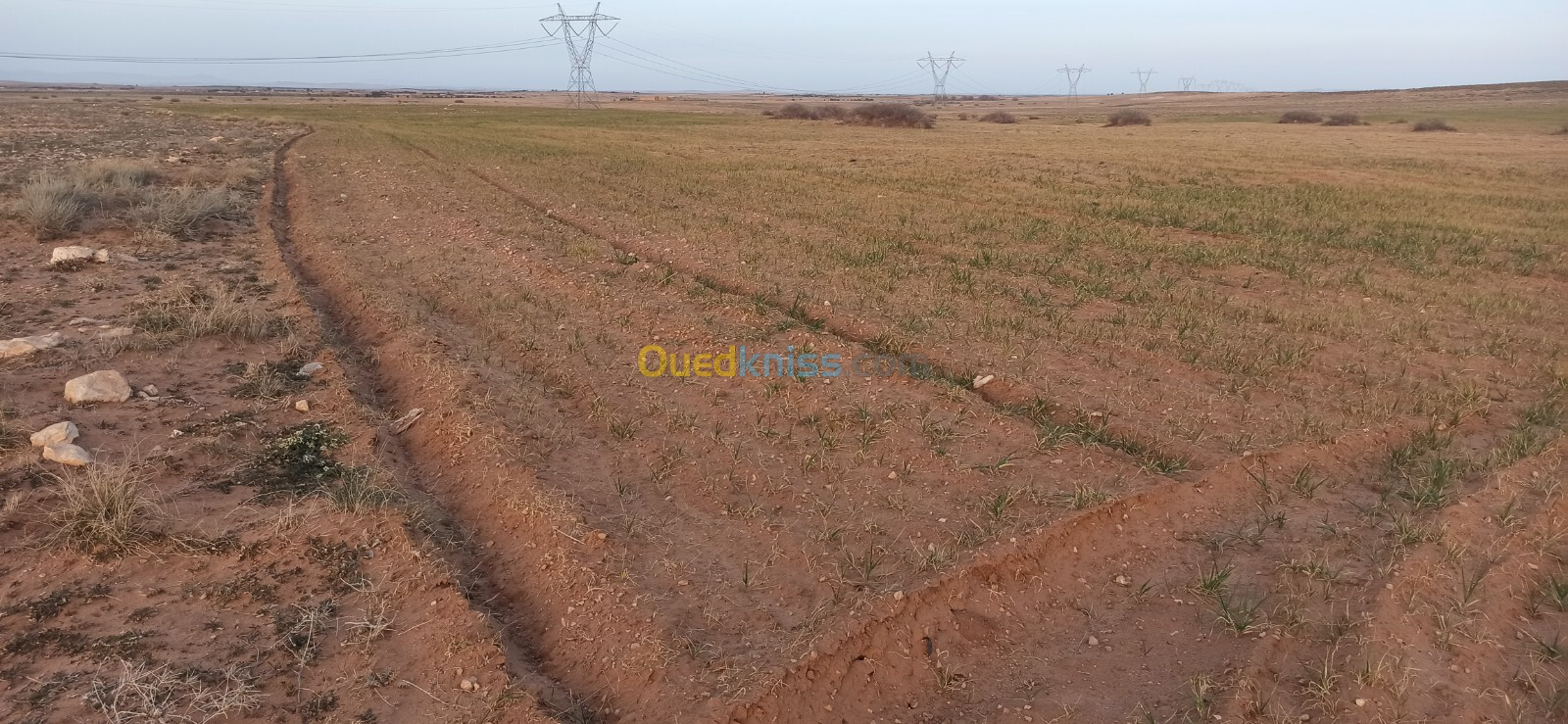 Vente Terrain Agricole Djelfa Benhar