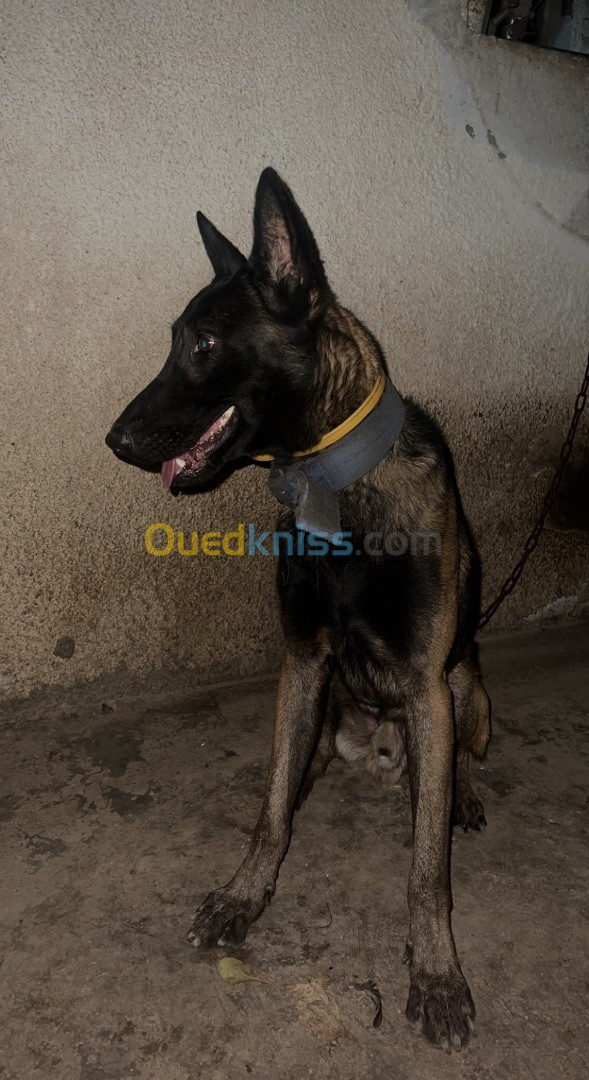 Berger belge malinois charbonne 