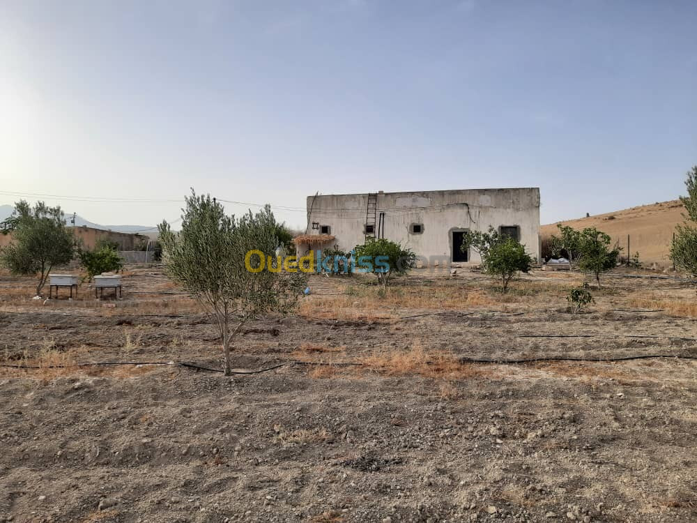 Vente Terrain Agricole Sidi Bel Abbès Tessala