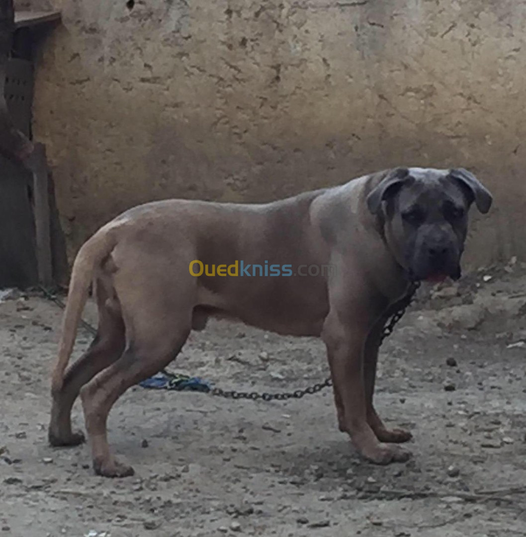 cane corso formontino 