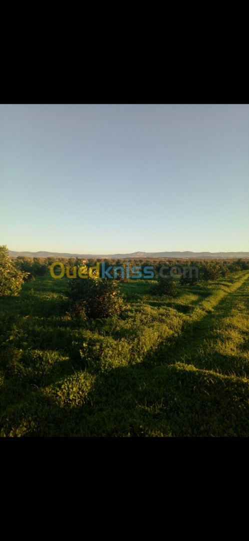 Vente Terrain Agricole Tlemcen Hennaya