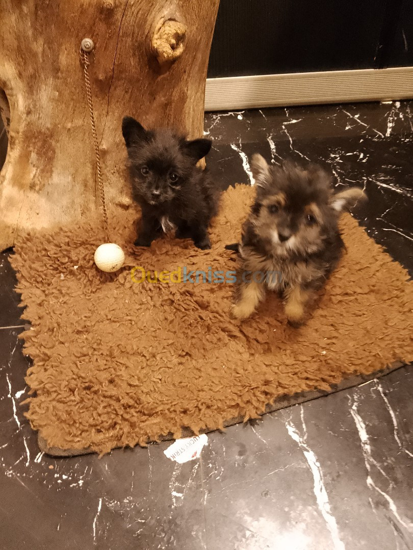 Chiots yorkshir et pomeranien nain 