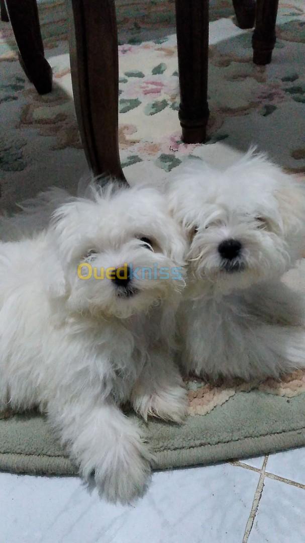  Chiots bichon maltais nain 