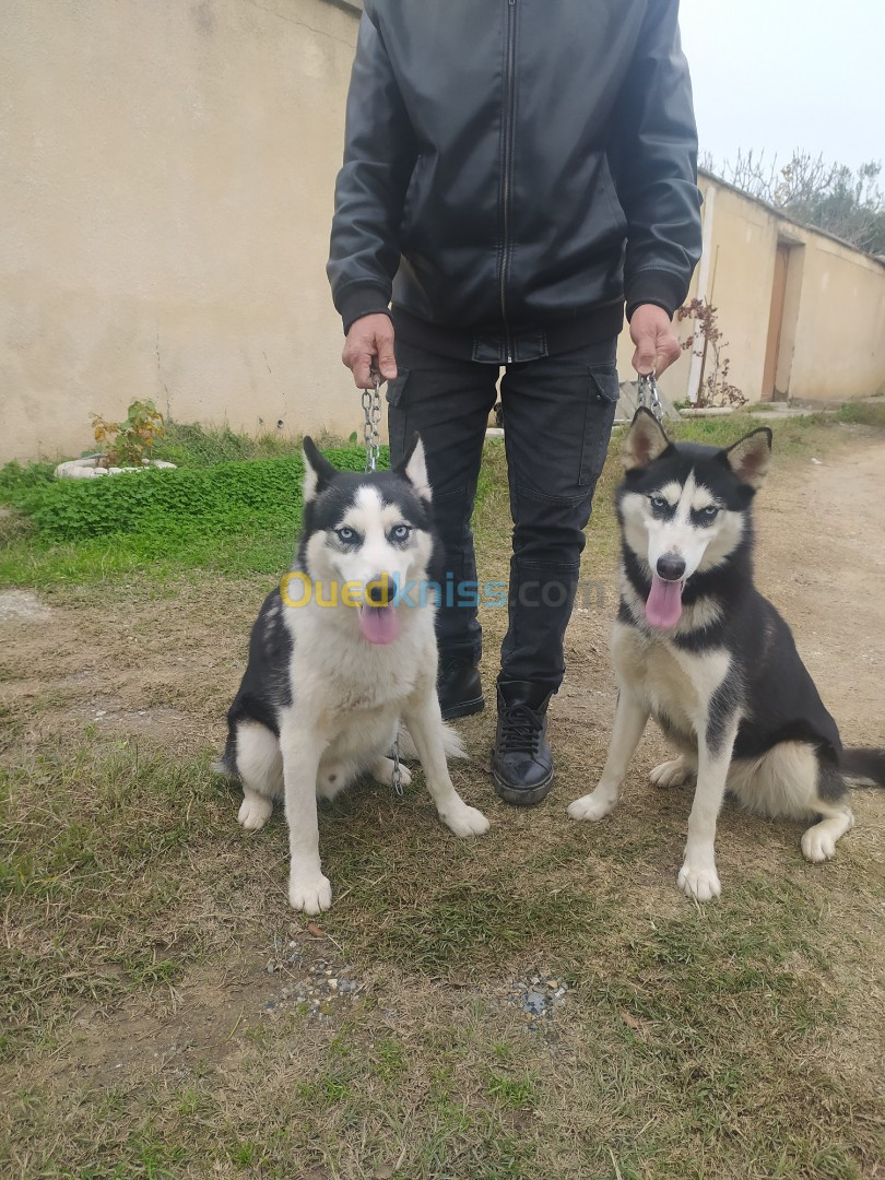 Couple Husky Sibérien 