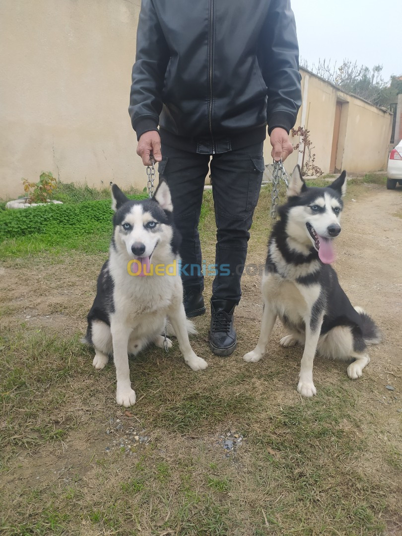 Couple Husky Sibérien 