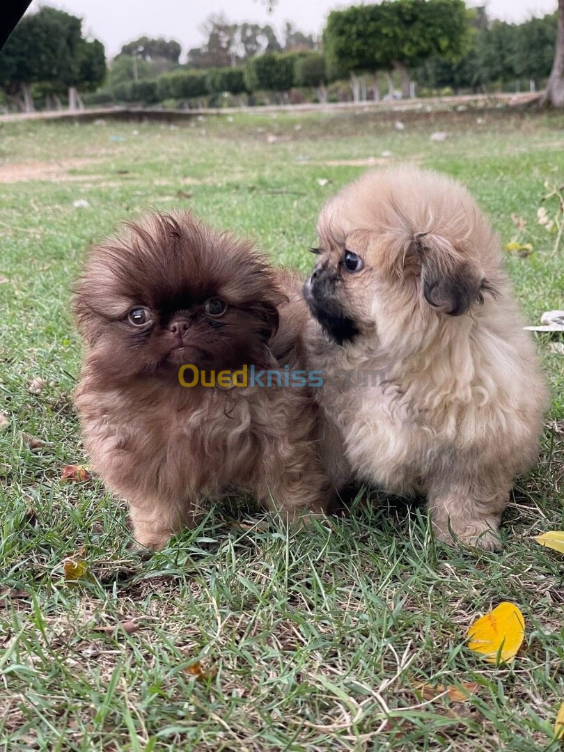 Chiots pekinois 