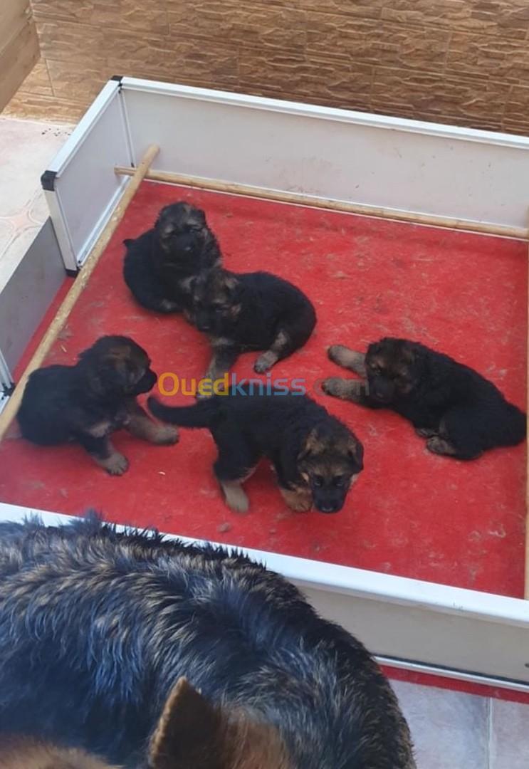 Chiots berger allemand 