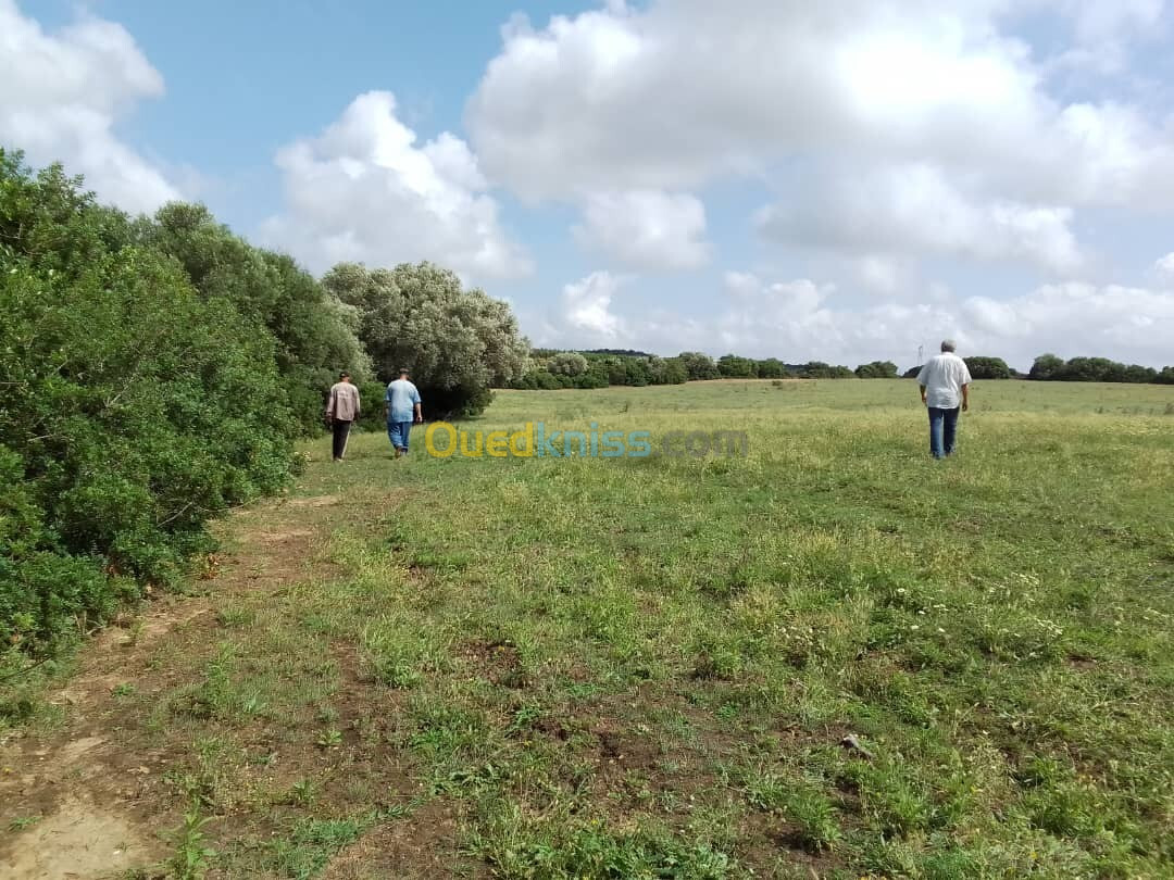 Vente Terrain Agricole Skikda Ben Azzouz