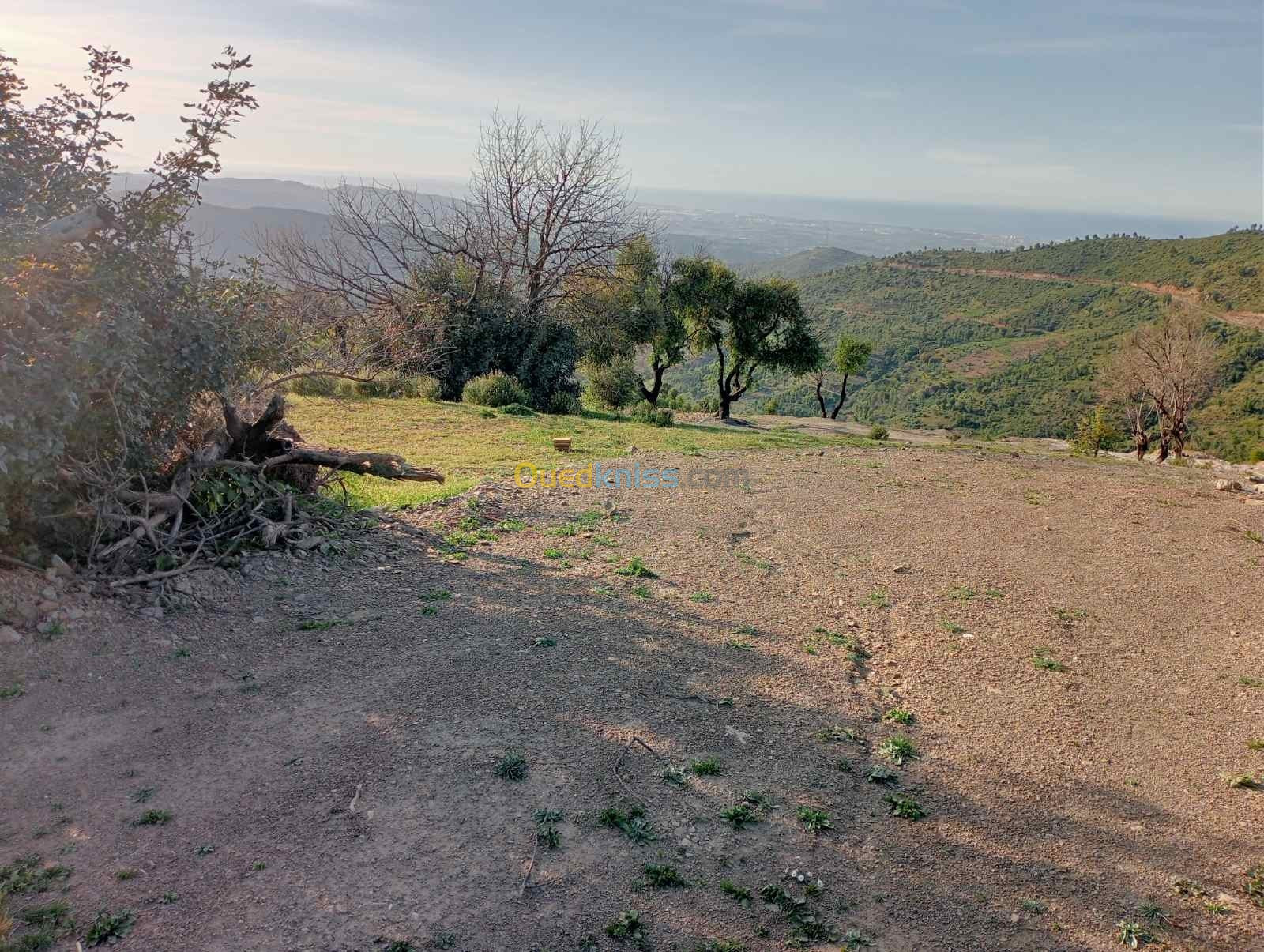 Vente Terrain Boumerdès Beni amrane