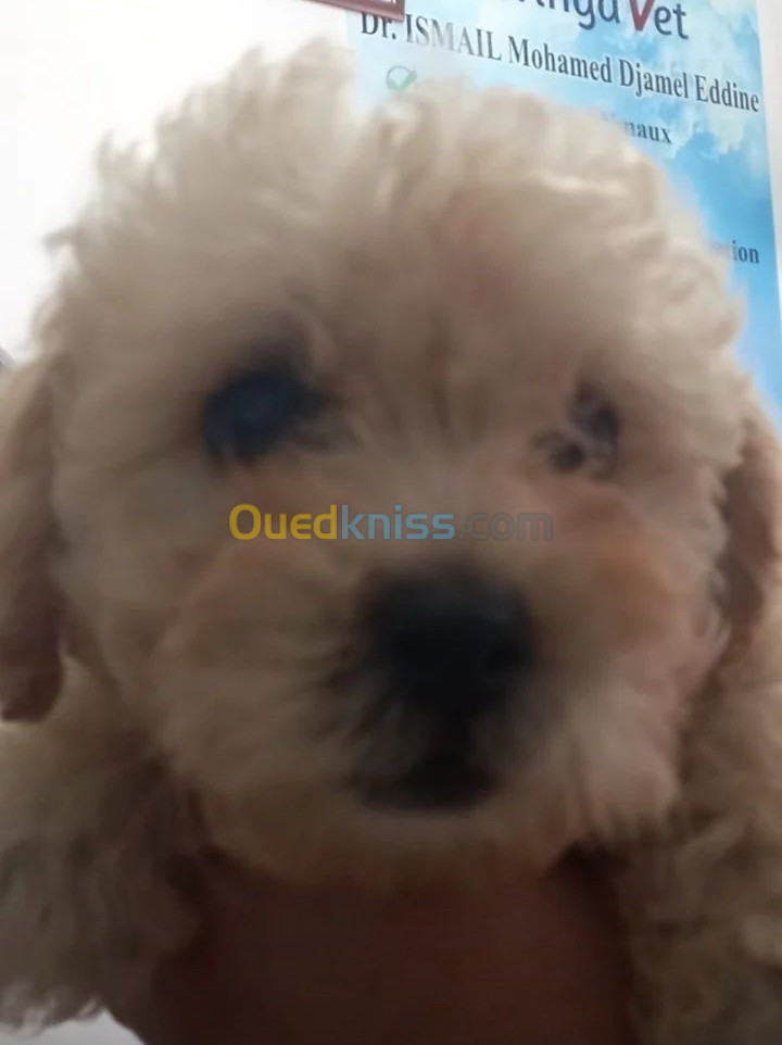 Bichon maltais 4 mois