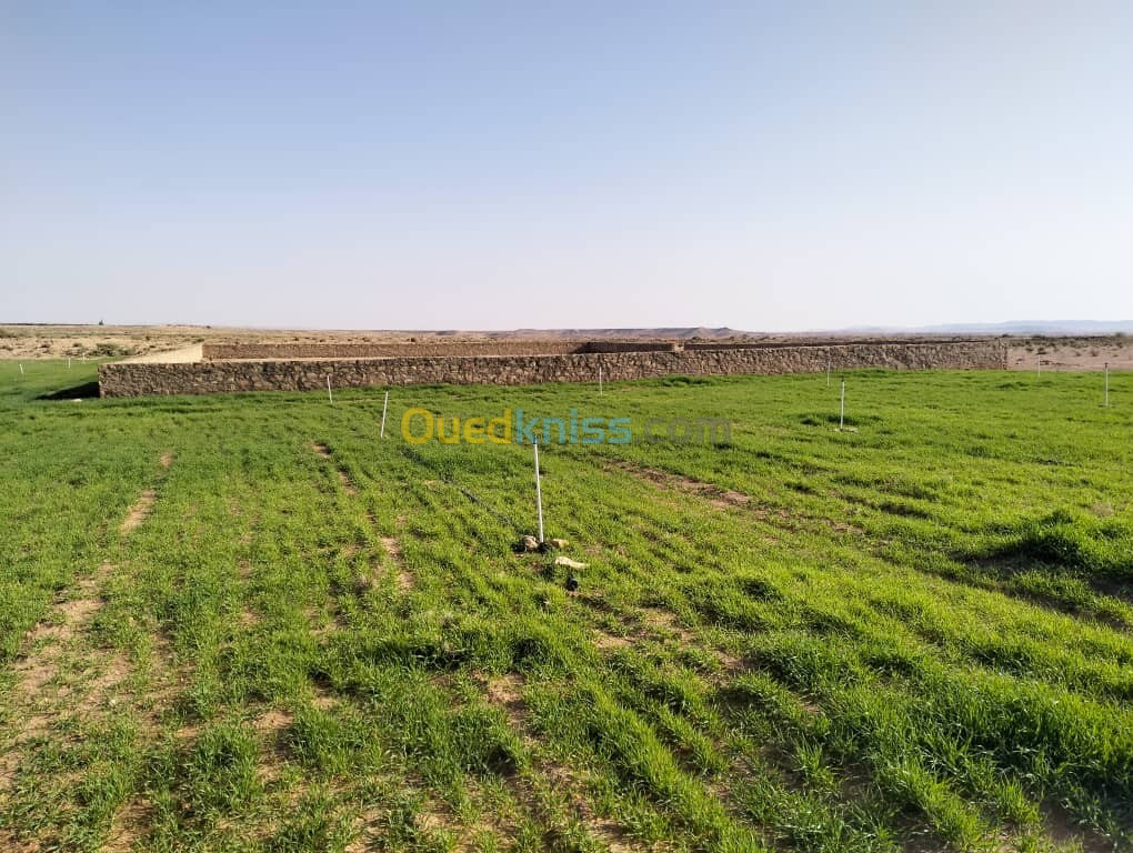 Vente Terrain Agricole Djelfa Djelfa