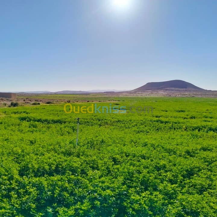 Vente Terrain Agricole Djelfa Djelfa