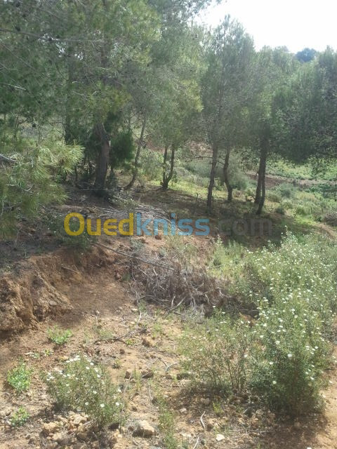 Vente Terrain Tipaza Cherchell