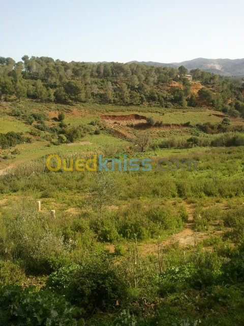 Vente Terrain Tipaza Cherchell