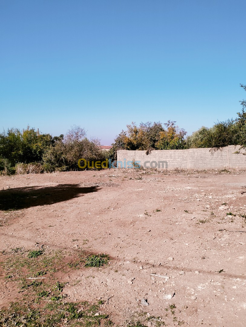 Vente Terrain Tlemcen Chetouane