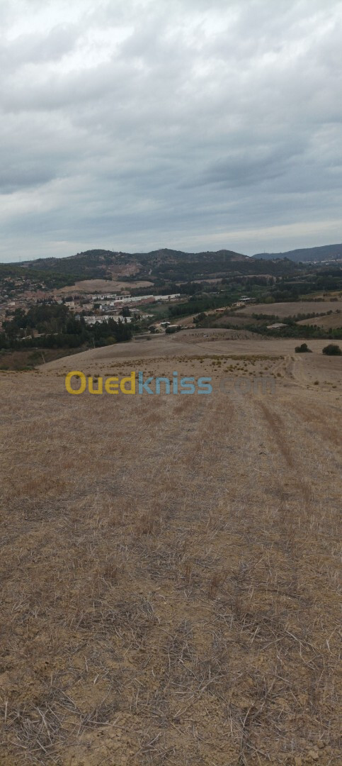 Vente Terrain Tipaza Sidi amar