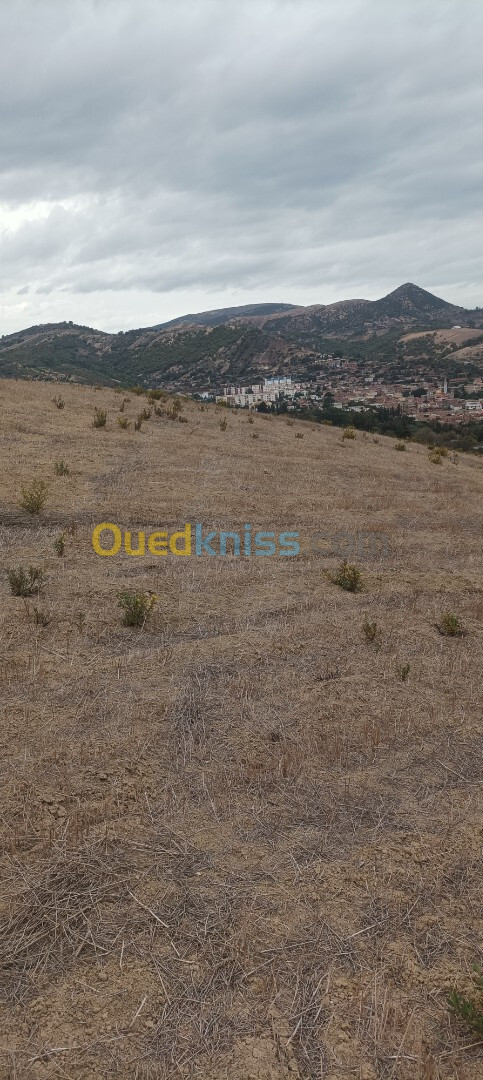 Vente Terrain Tipaza Sidi amar