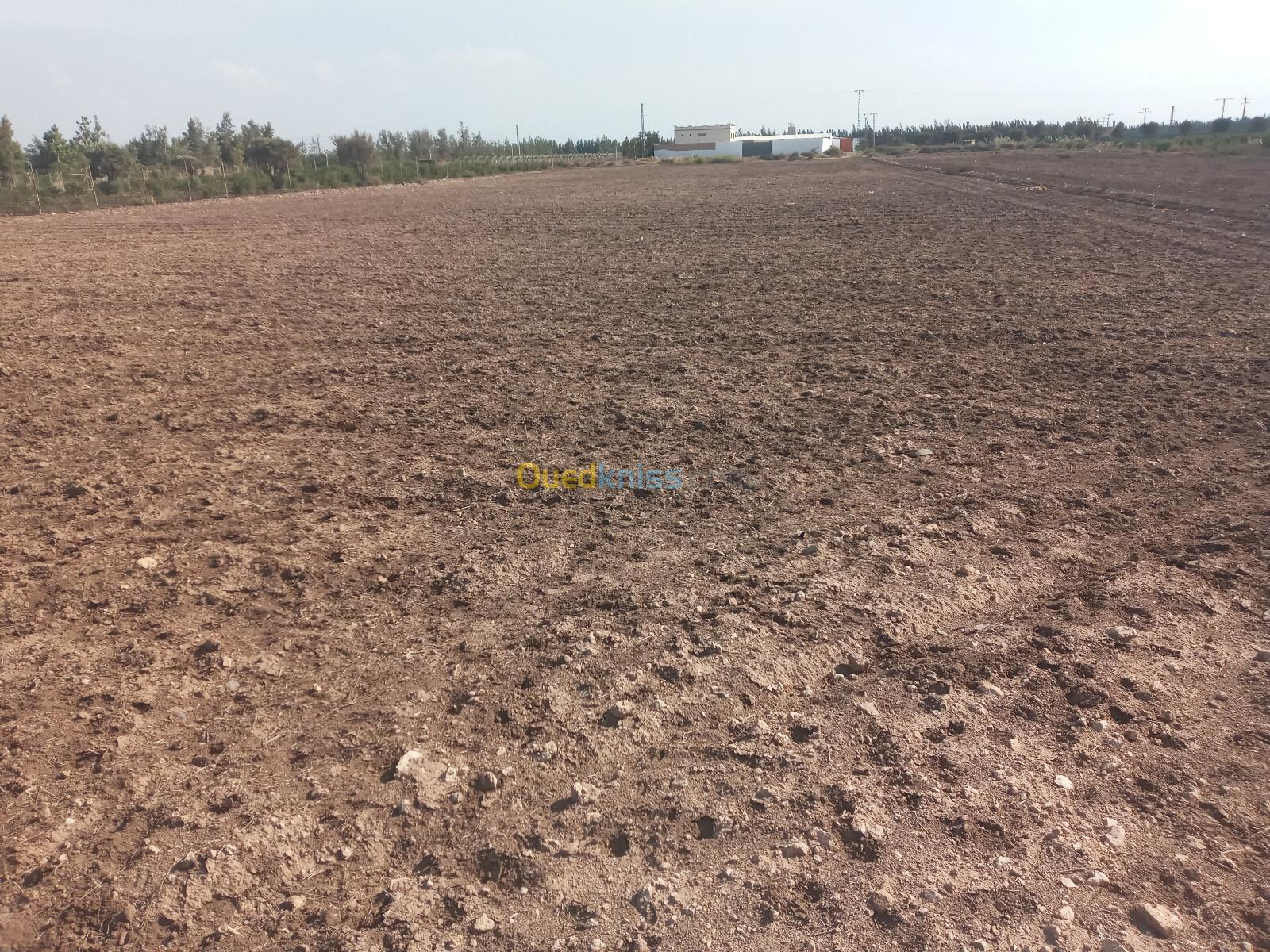 Vente Terrain Agricole Mostaganem El hassiane