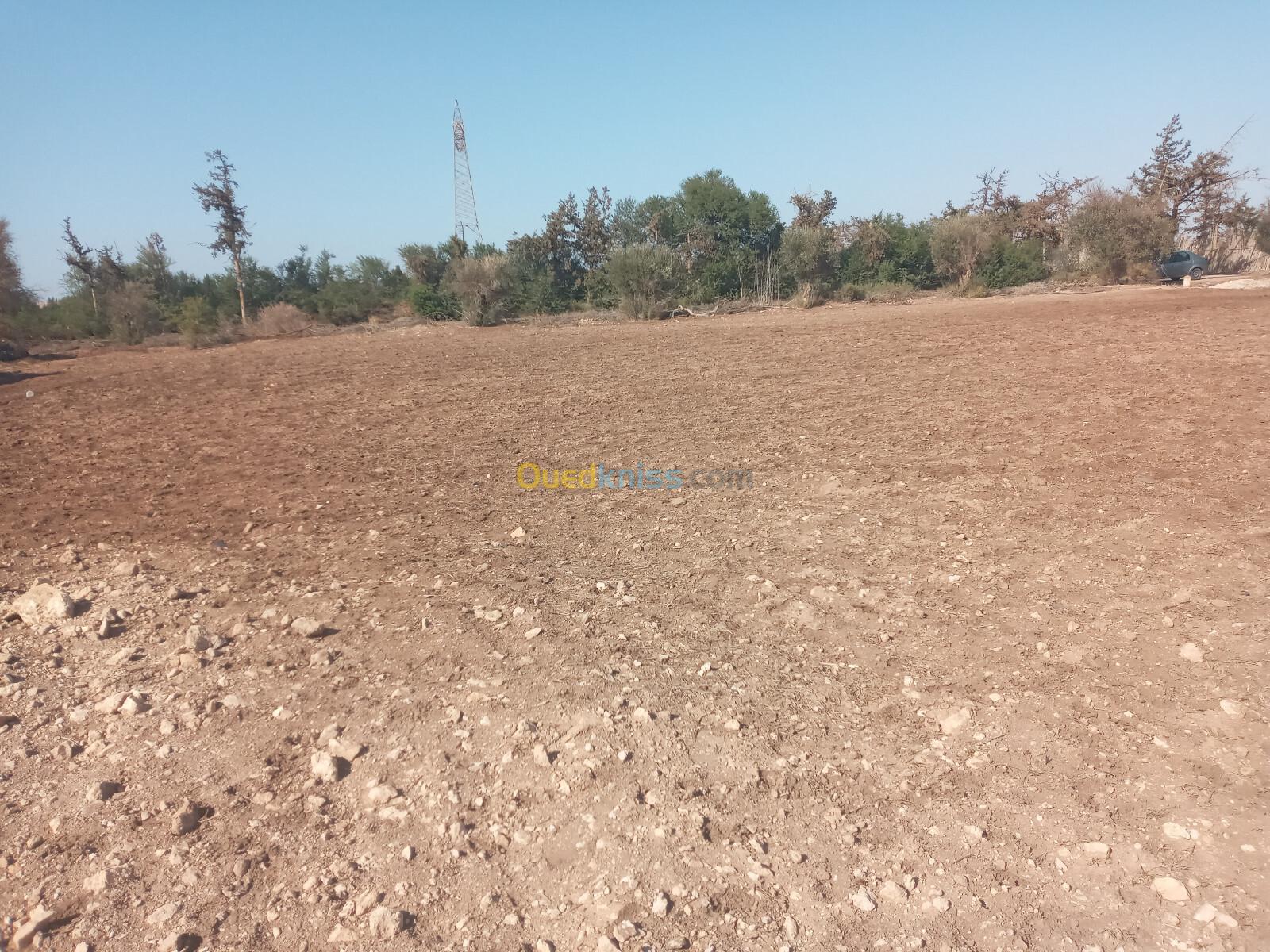 Vente Terrain Agricole Mostaganem El hassiane