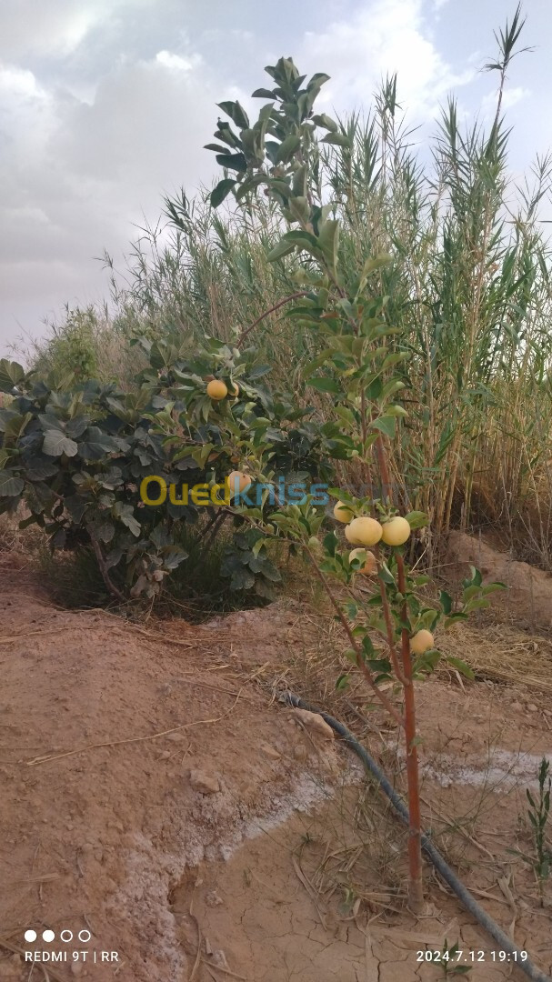 Vente Terrain Agricole Djelfa Ain el ibel