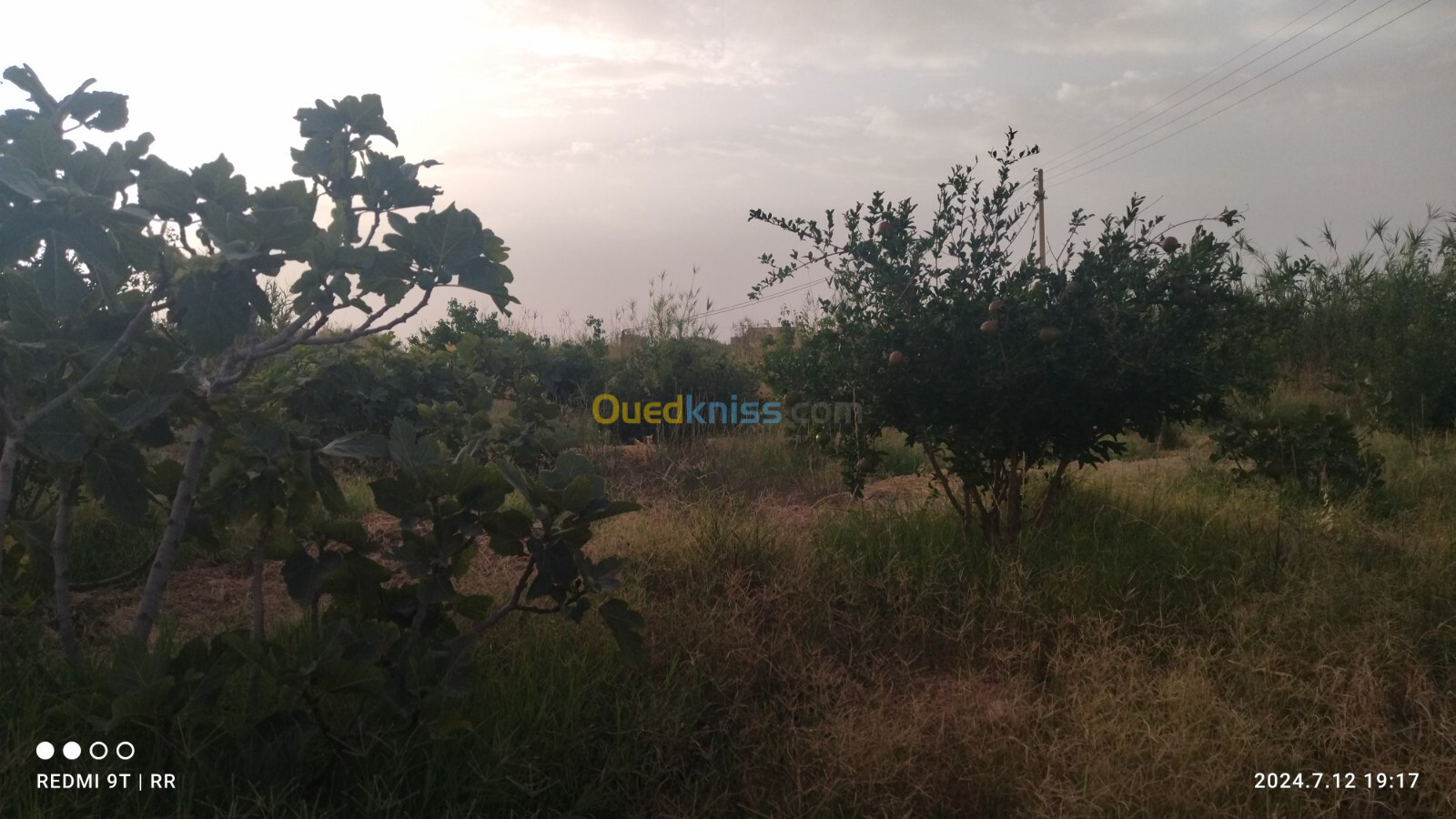 Vente Terrain Agricole Djelfa Ain el ibel