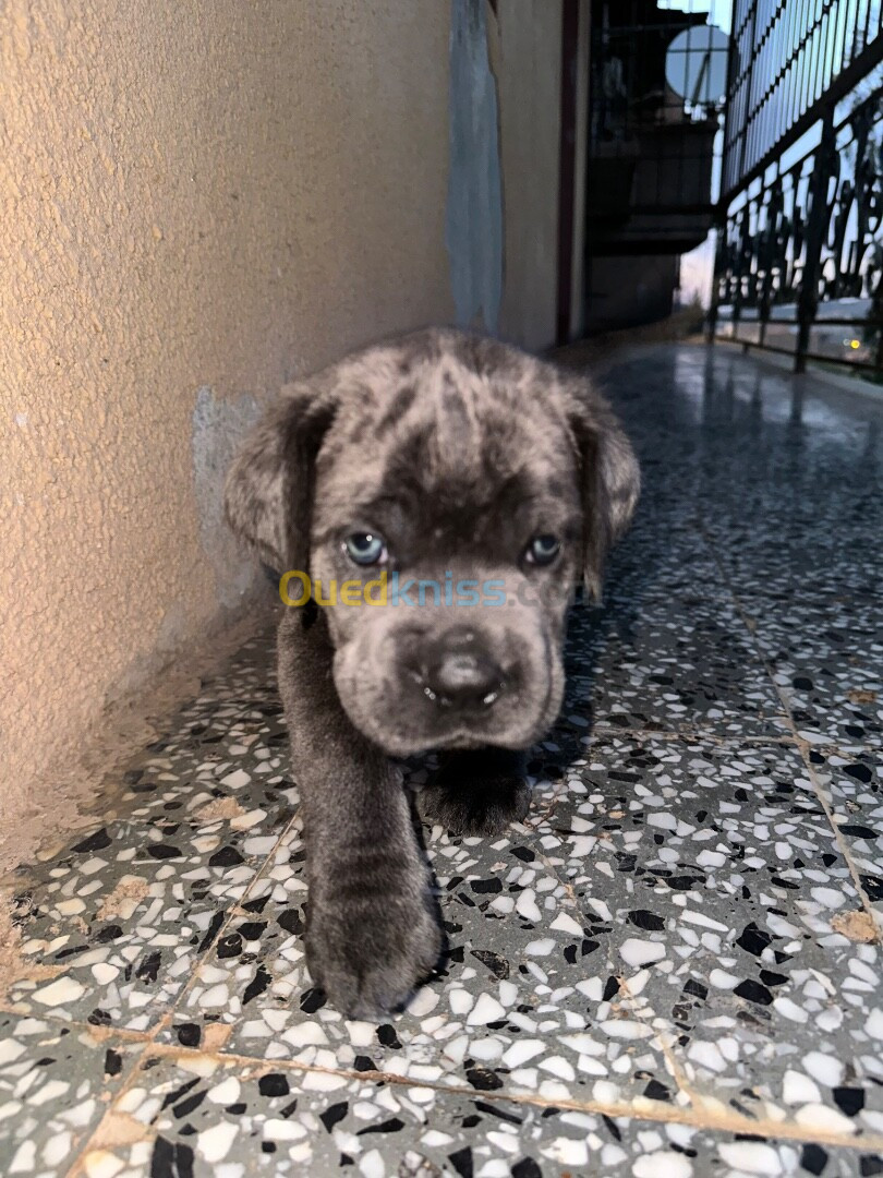 Chiot cane corso