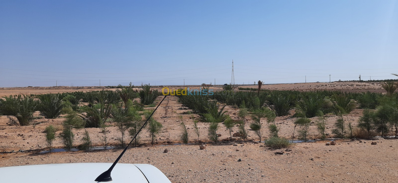 Vente Terrain Agricole Biskra Oumache