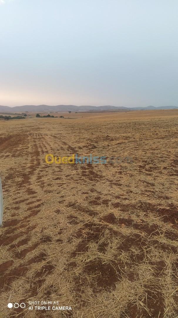 Vente Terrain Relizane Oued rhiou