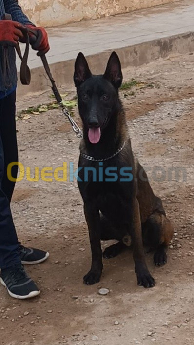 Chiot malinois charbonné 