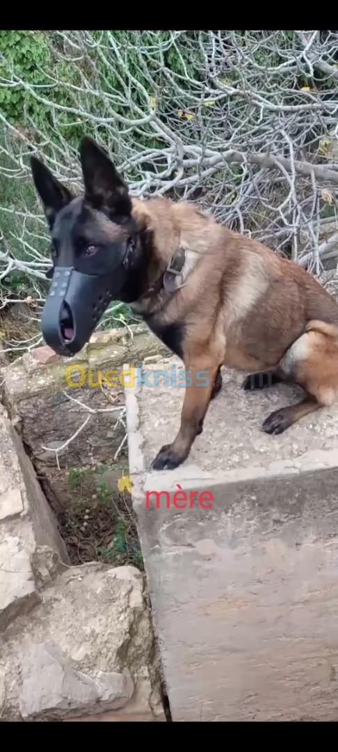 Chiot malinois charbonné 