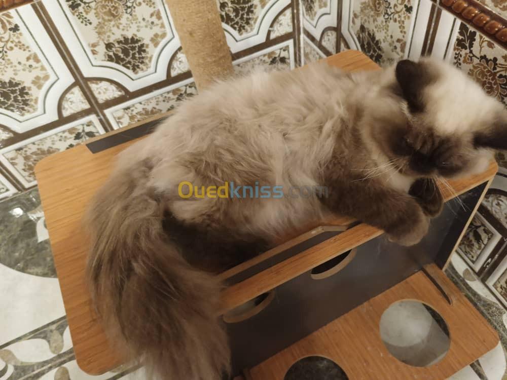 Chat Persan Himalaya 1 ans mal