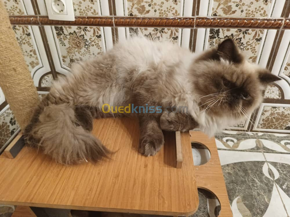 Chat Persan Himalaya 1 ans mal