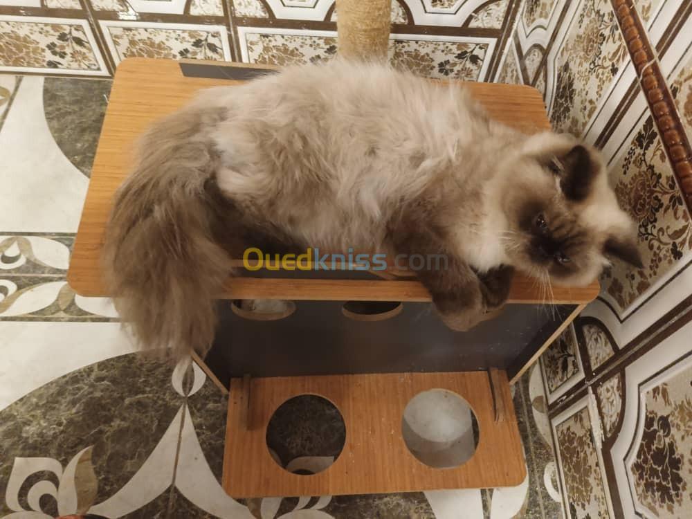 Chat Persan Himalaya 1 ans mal