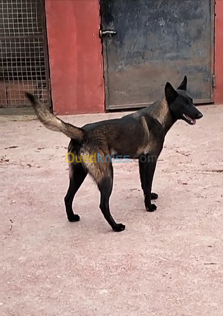 Femelle malinois nouveau type 