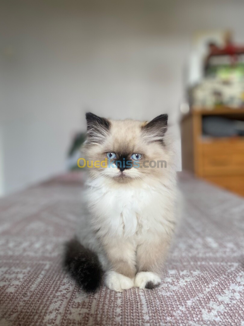 Himalayen yeux bleus 