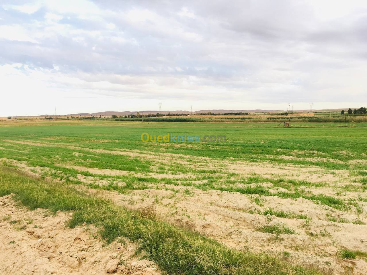 Vente Terrain Agricole Djelfa Tadmit