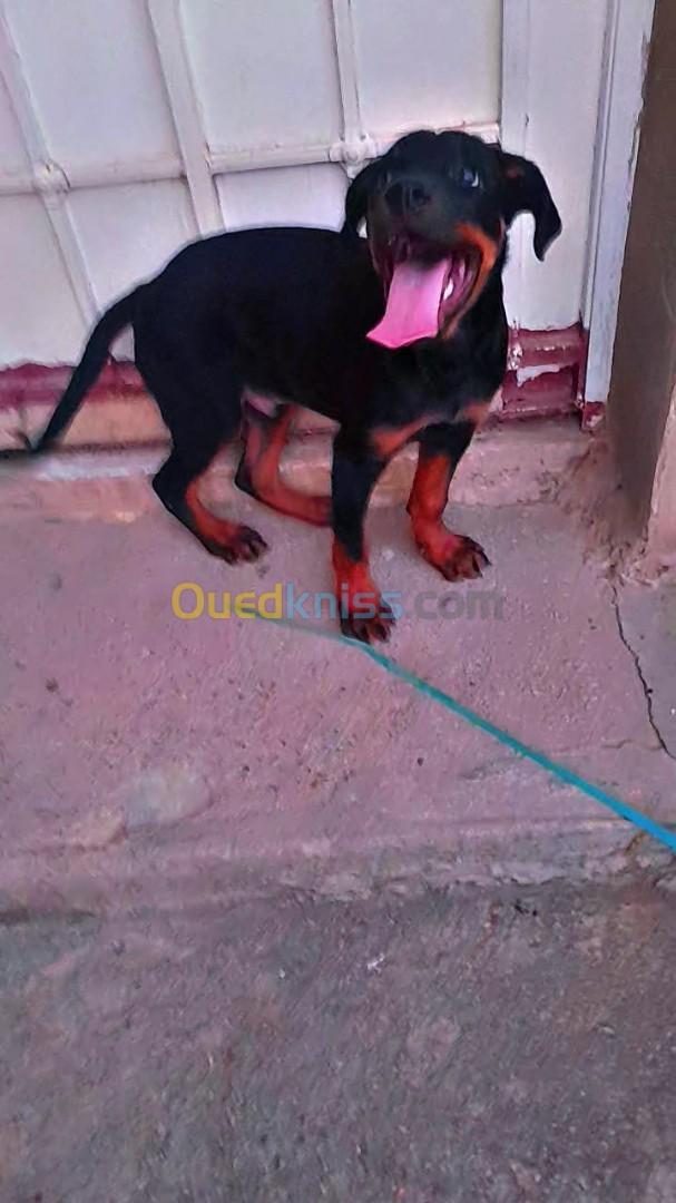 Chiot rottweiler 